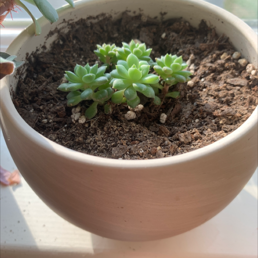 A healthy Jelly Bean Plant in a pot with well-draining soil.