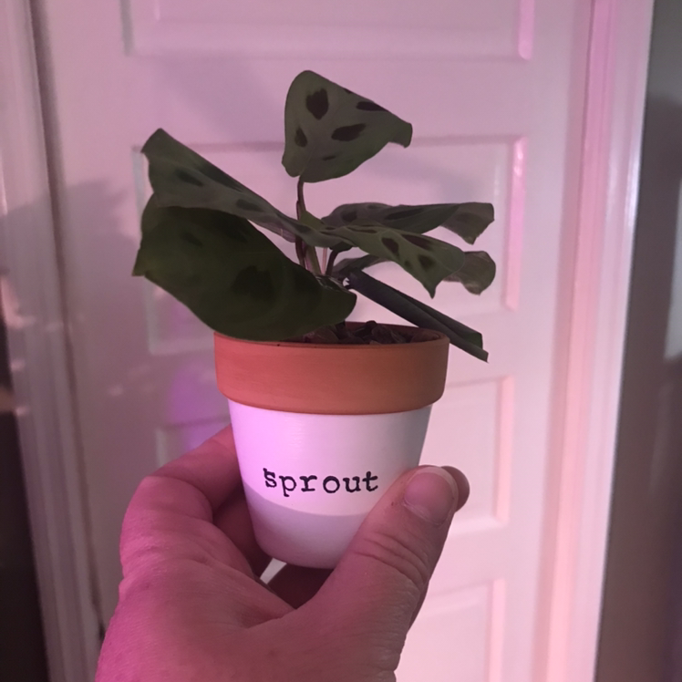 Hand holding a healthy Maranta leuconeura plant in a white ceramic pot labeled 'sprout', with distinctive dark and light green oval leaves.