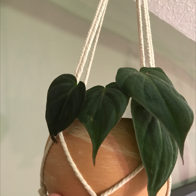 Close-up of healthy, deep green heartleaf philodendron leaves suspended by macrame cords in soft focus interior setting.