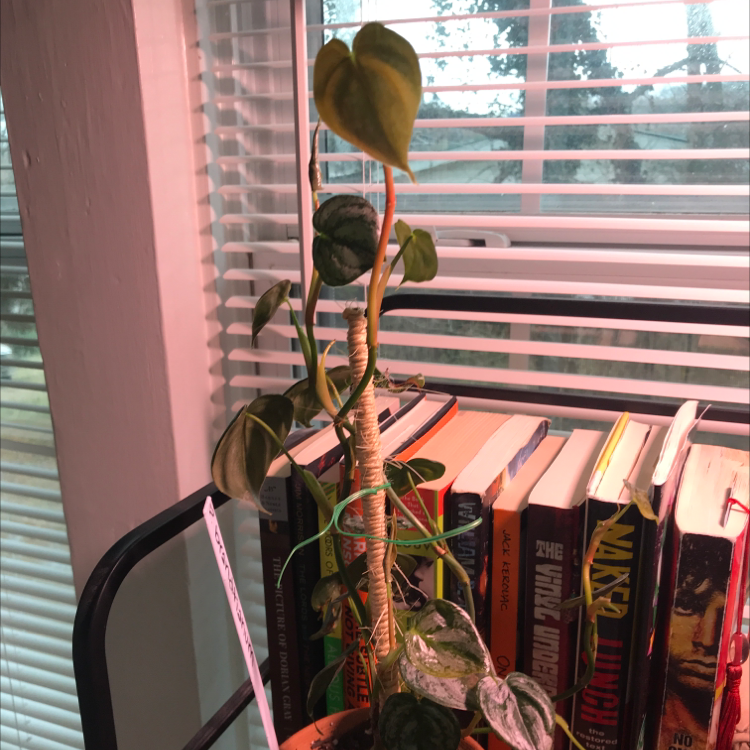 Silver Leaf Philodendron plant in a pot on a shelf with books in the background.