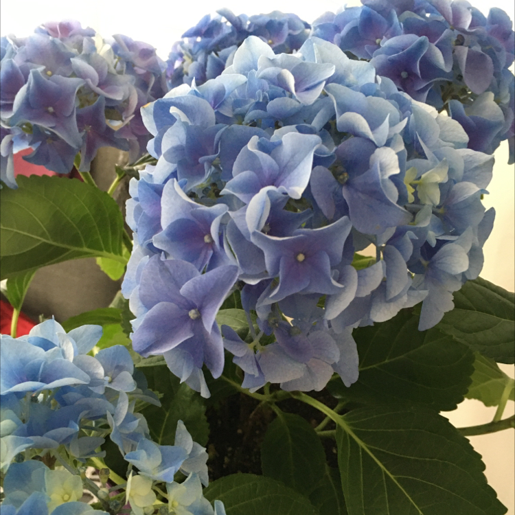 French Hydrangea with vibrant blue flowers and green leaves, appearing healthy.