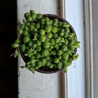 String of Pearls plant in Milwaukee, Wisconsin