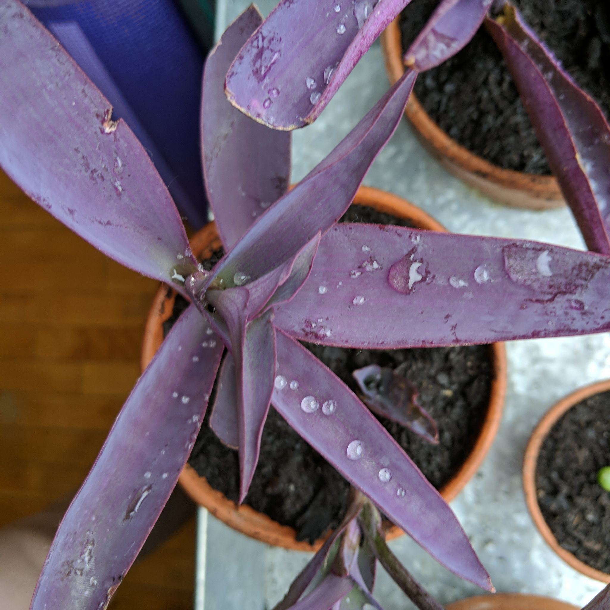Photo of the plant species Purple Heart by @saraimaelstrom named Ursula on Greg, the plant care app