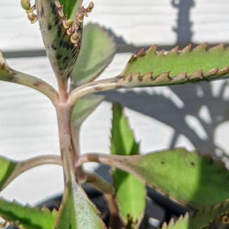 Mother of Thousands plant in Milwaukee, Wisconsin