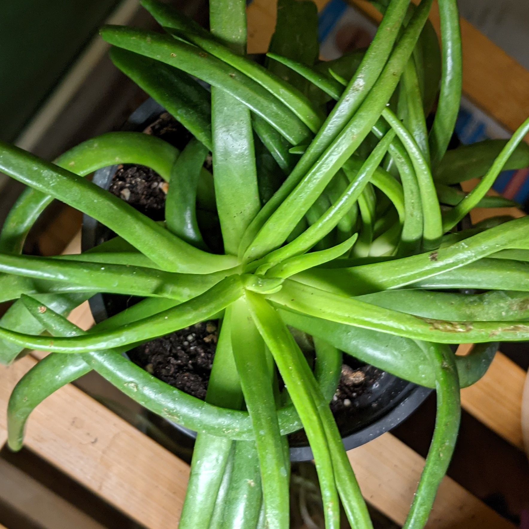 Photo of the plant species Devil's Horns by @saraimaelstrom named Medusa on Greg, the plant care app