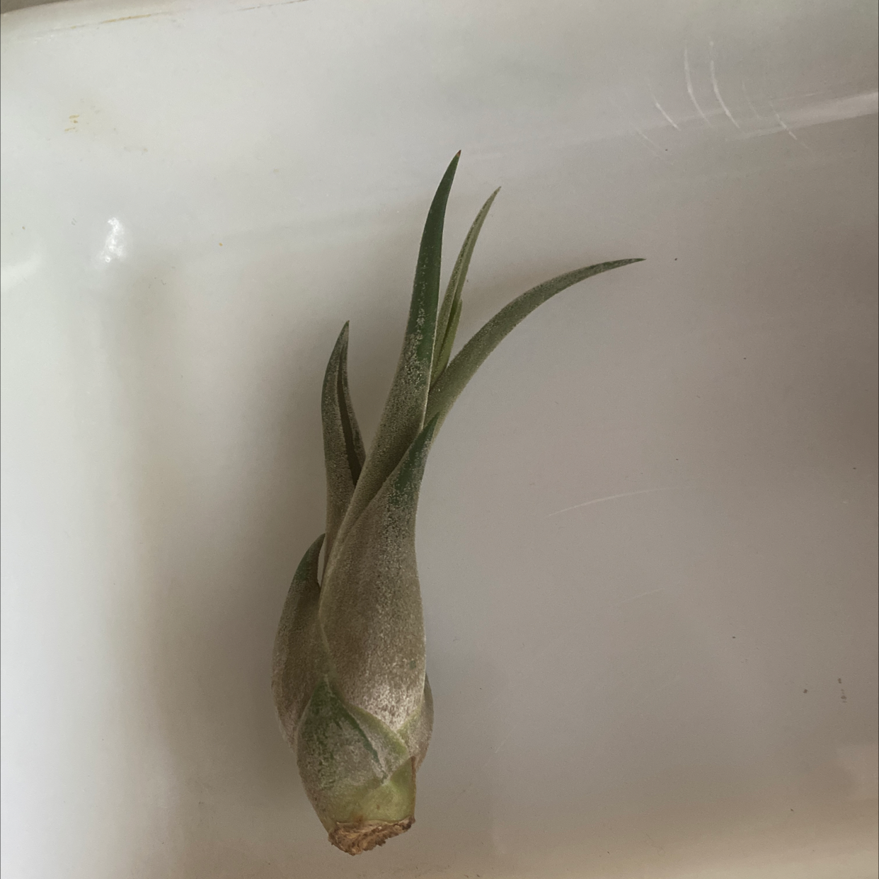 Bulbosa Air Plant against a plain background, appears healthy.