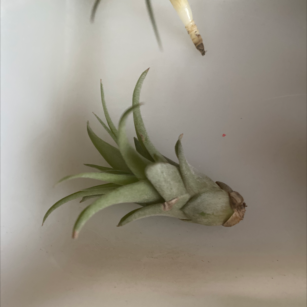 Spreading Airplant (Tillandsia recurvata) with green leaves, well-framed against a plain background.