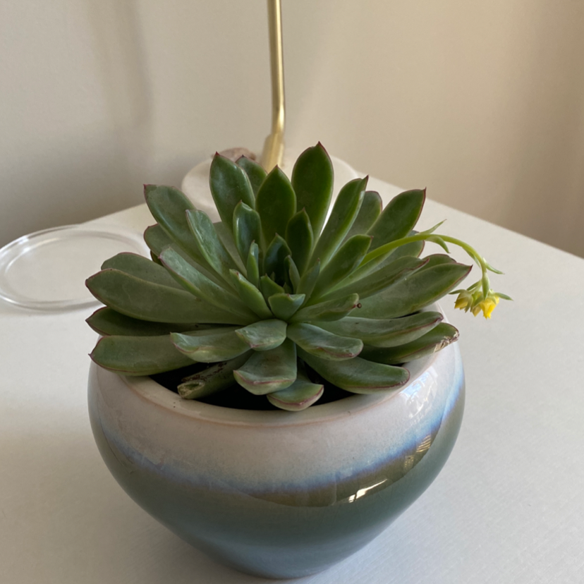Lipstick Echeveria plant photo by @McGown_SJ named Cleo on Greg, the plant care app.