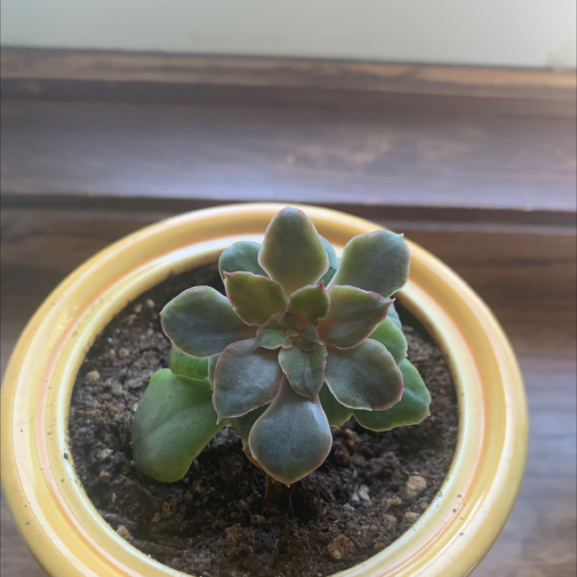 Pillow Feet Crinkle Leaf Plant in a yellow pot with visible soil.