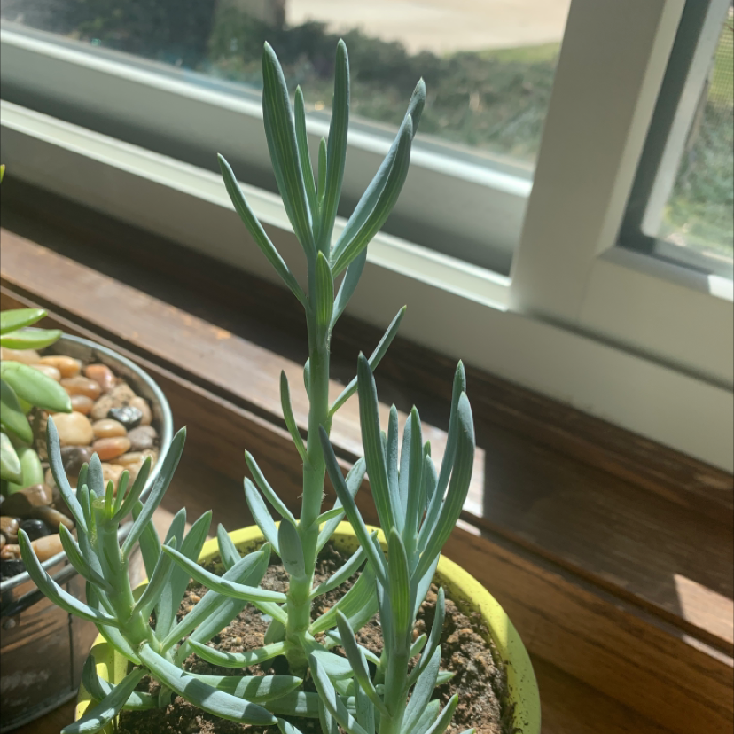 Healthy Narrow-Leaf Chalk Sticks plant in a pot near a window.