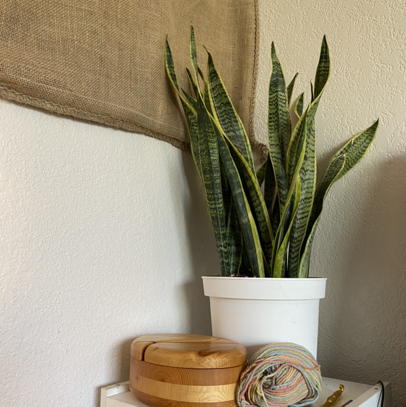 Snake Plant plant photo by Gianna named Medusa on Greg, the plant care app.