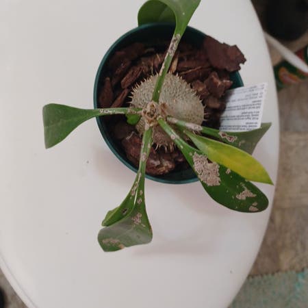 Photo of the plant species Ant Plant by Spikeking19 named Jeffrey Dexter Boomhauer III on Greg, the plant care app