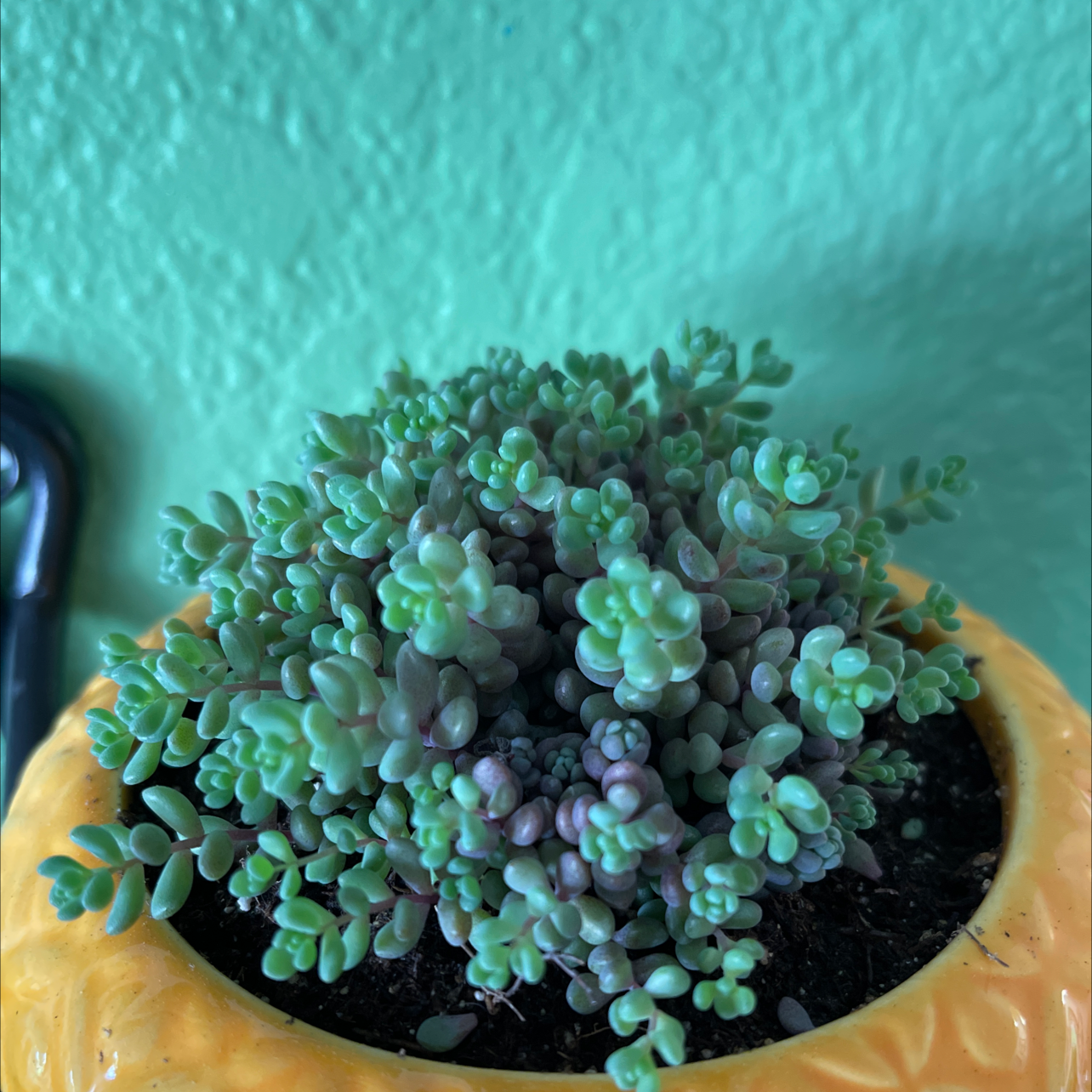Corsican Stonecrop succulent in a yellow pot against a solid background.