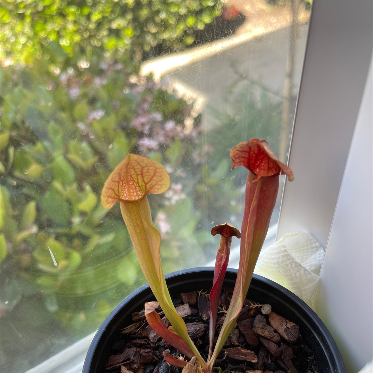 Photo of the plant species Purple Pitcher Plant by @Lynbelle named Pit on Greg, the plant care app