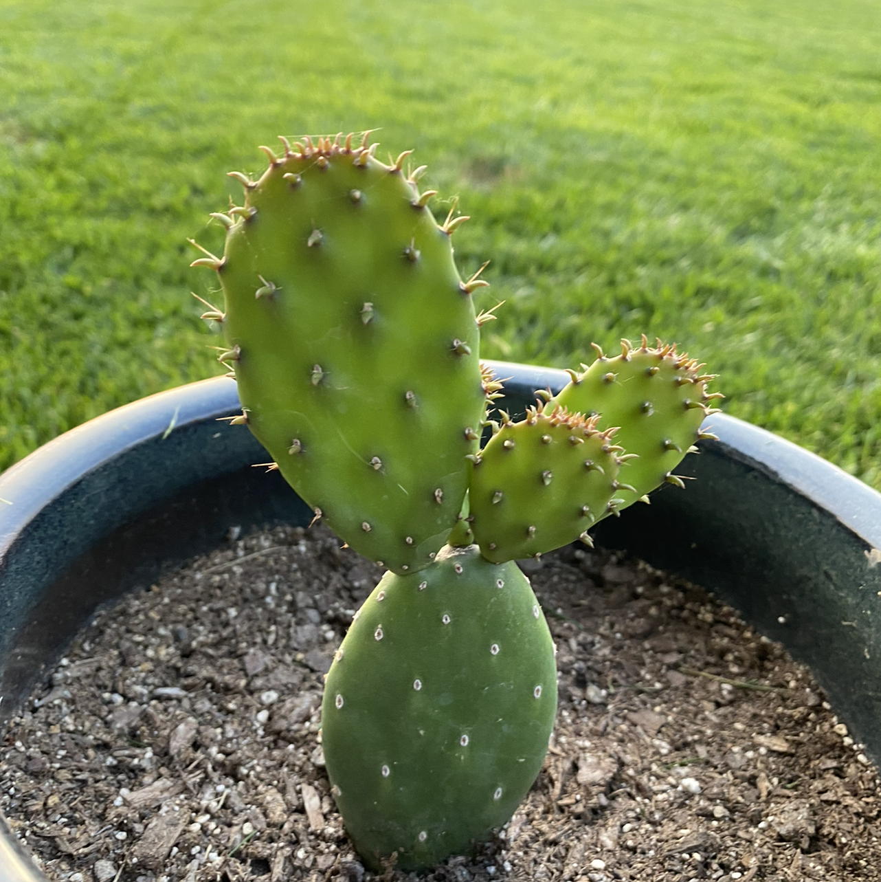 Potted Few-Spined Marble-Seeded Prickly Pear cactus with three pads in healthy condition.