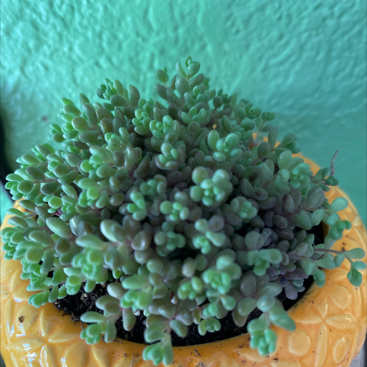 Corsican Stonecrop succulent in a yellow pot, healthy and well-focused.
