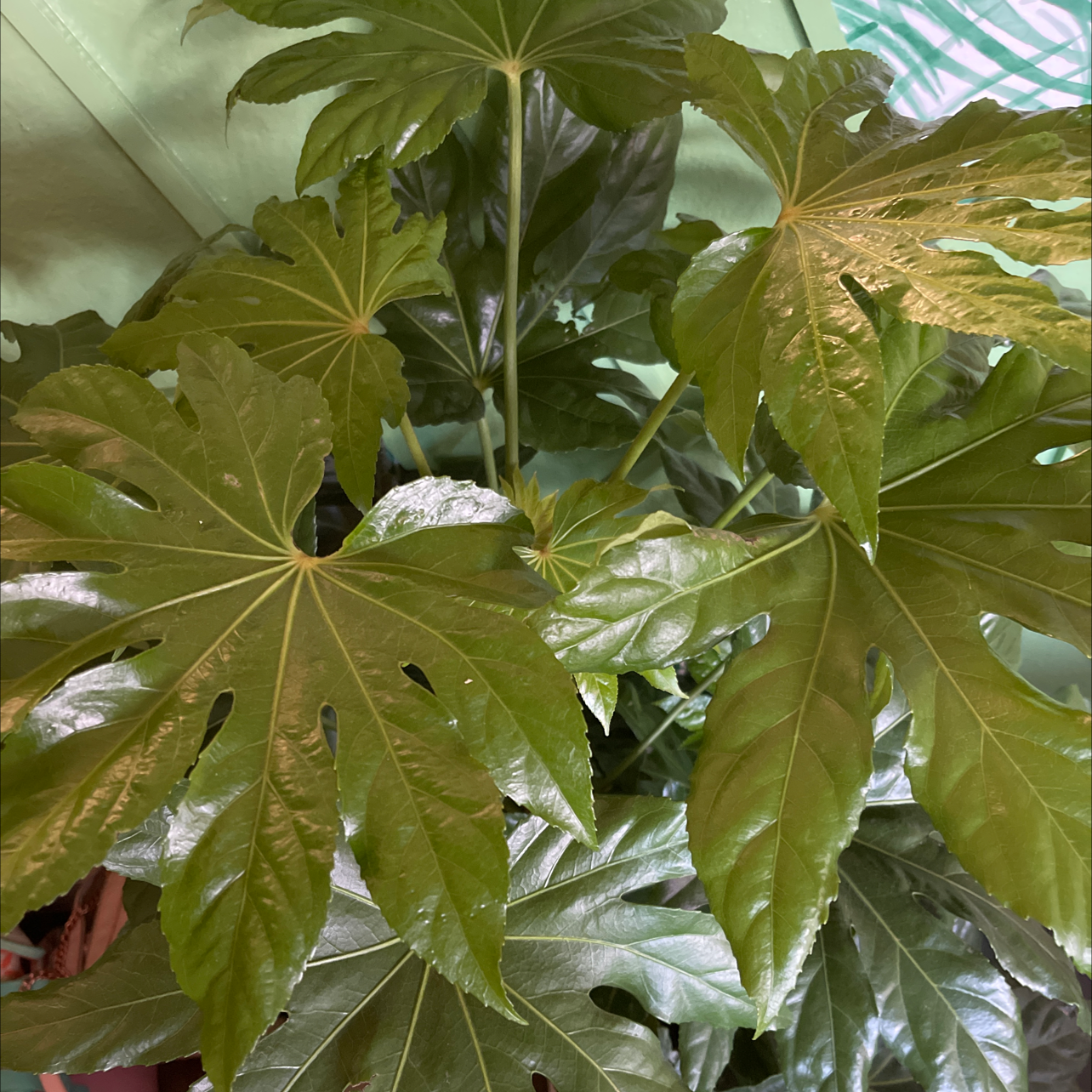 Healthy Fatsia plant with large, glossy, palmate leaves.