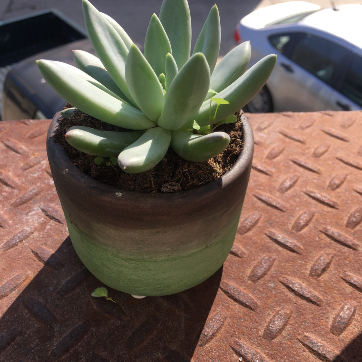 Pachyphytum hookeri succulent in a small pot on a metal surface.