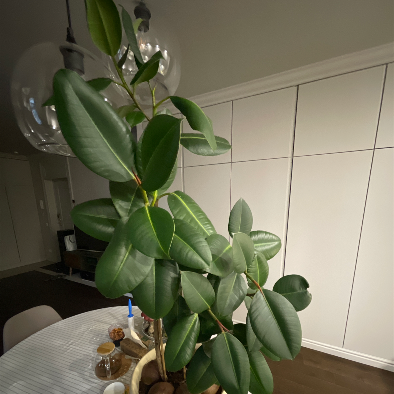 Rubber Plant plant photo by @Tsarevdennis named Platon on Greg, the plant care app.