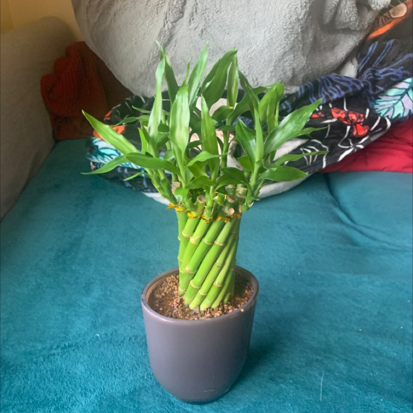 Lucky Bamboo plant photo by @Nat named Bamboo on Greg, the plant care app.