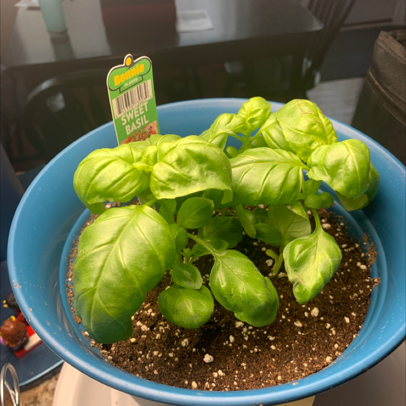Sweet Basil plant photo by @Nat named Basil on Greg, the plant care app.