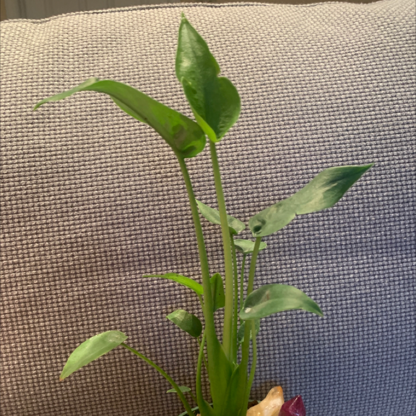 Healthy young Chinese taro plant with vibrant green arrowhead-shaped leaves, held by a human hand to showcase the plant's features.