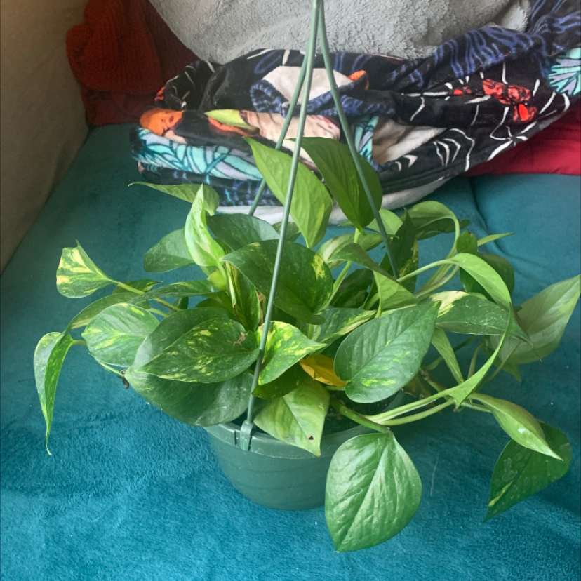 Taro Vine plant photo by @Nat named Pothos on Greg, the plant care app.