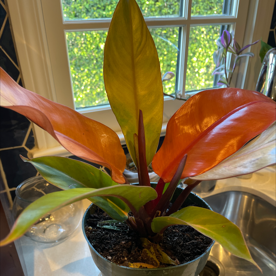 McColley's Finale plant with vibrant red and green leaves in a pot near a window.
