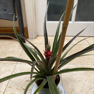Pineapple plant in Los Angeles, California