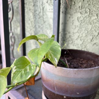 Philodendron Brasil plant in Los Angeles, California
