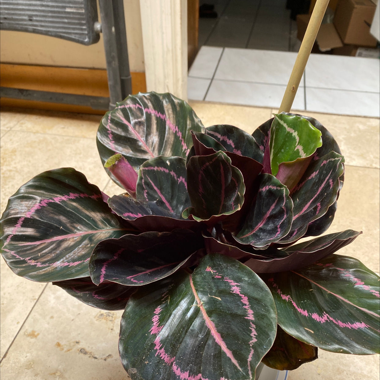 Close-up of a healthy Calathea Roseopicta plant with vibrant pink and green variegated leaves, well-framed and in focus.