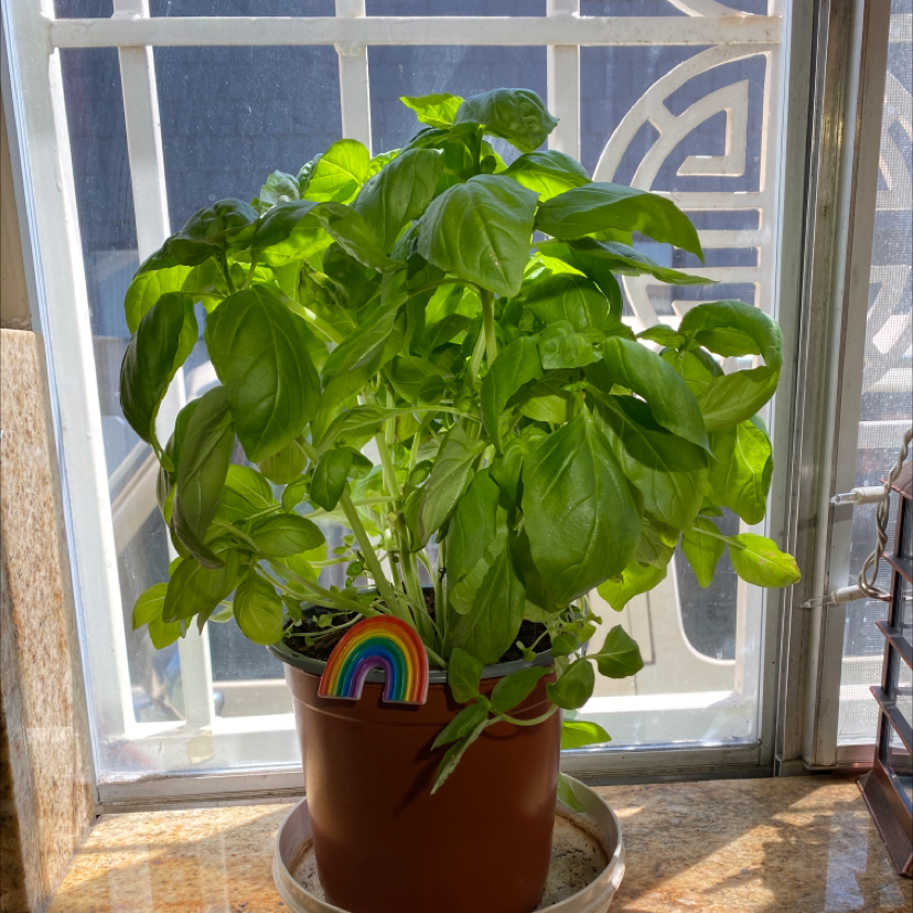 Sweet Basil plant photo by @Hweee named Baso junior on Greg, the plant care app.