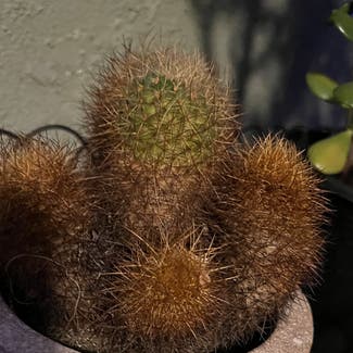 Lady Finger Cactus plant in Los Angeles, California