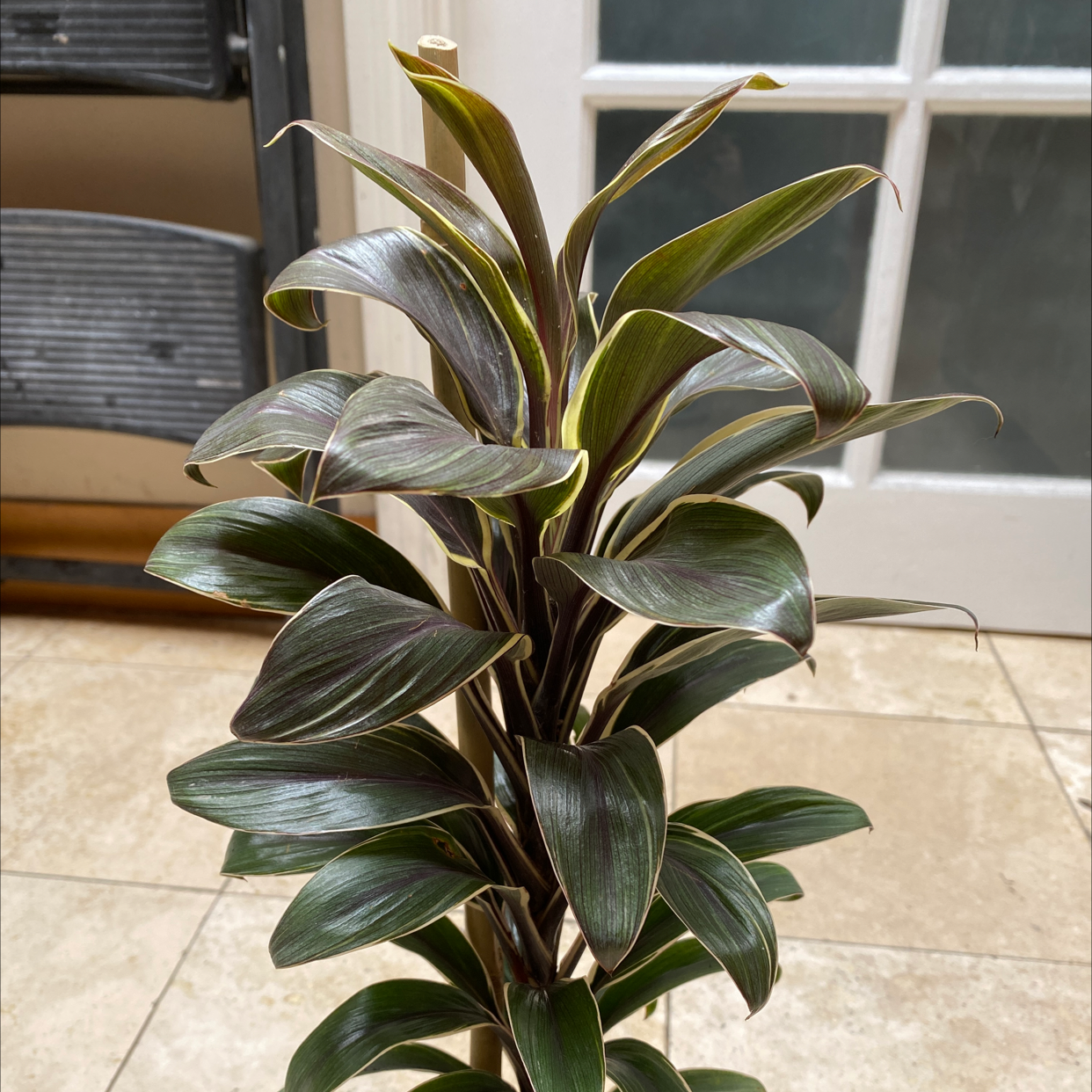 Healthy Ti Plant with glossy, variegated leaves in shades of green, cream and pink. No signs of disease or stress.