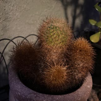 Lady Finger Cactus plant in Los Angeles, California