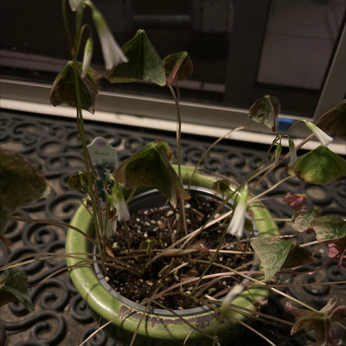 Healthy potted Purple Shamrock plant with burgundy triangular leaves growing in dark soil, well-framed but slightly soft focus.