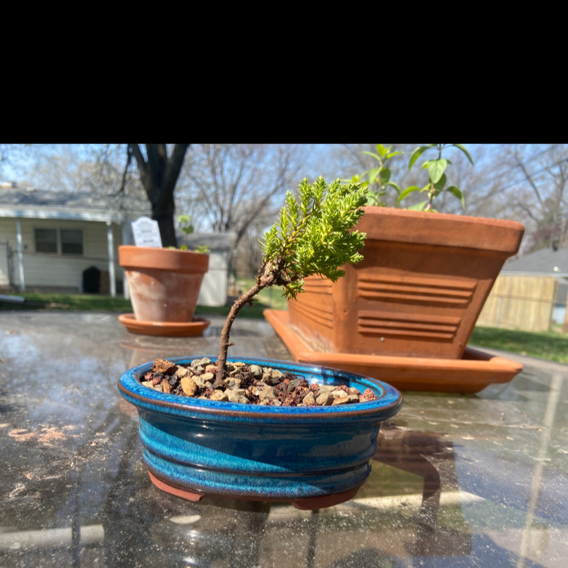 Potted Japanese Garden Juniper in a blue container with other plants in the background.