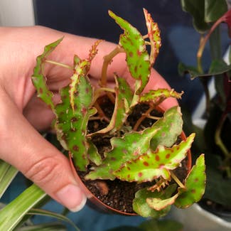 Begonia amphioxus plant in Oakland, California