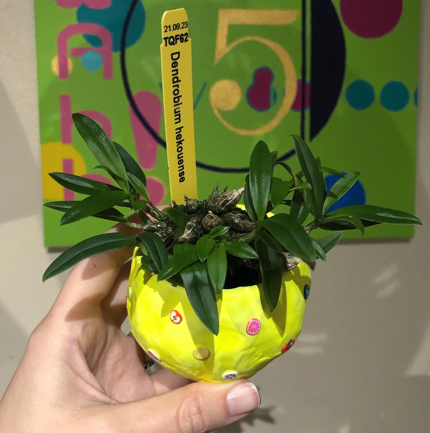 Photo of the plant species Dendrobium hekouense by @fluffyruffles named [1] orchid: dendrobium hekouense on Greg, the plant care app
