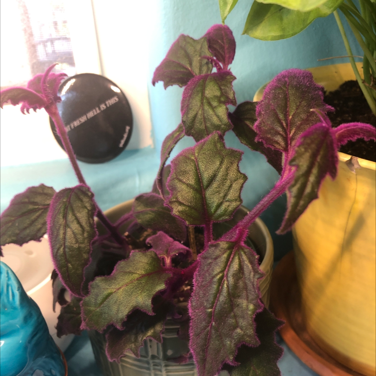 Purple Velvet Plant plant photo by @fluffyruffles named purple velvet vine on Greg, the plant care app.