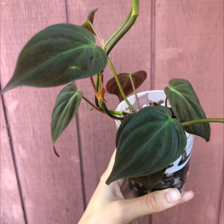 Heartleaf Philodendron plant in Oakland, California