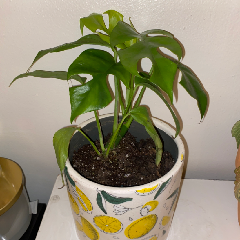 Monstera plant photo by @autumnjduncan named Walt on Greg, the plant care app.