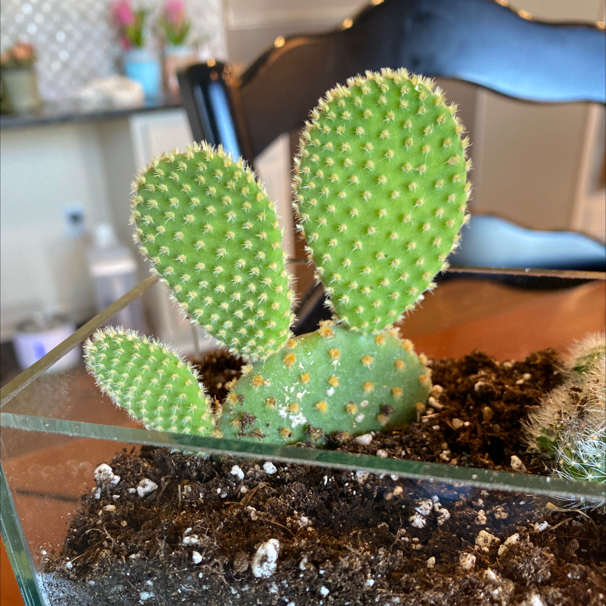 Arborescent Prickly Pear cactus in a glass container with visible soil.