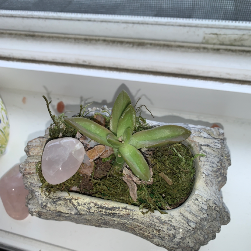 Small Red Pagoda succulent in a decorative container with moss and stones.