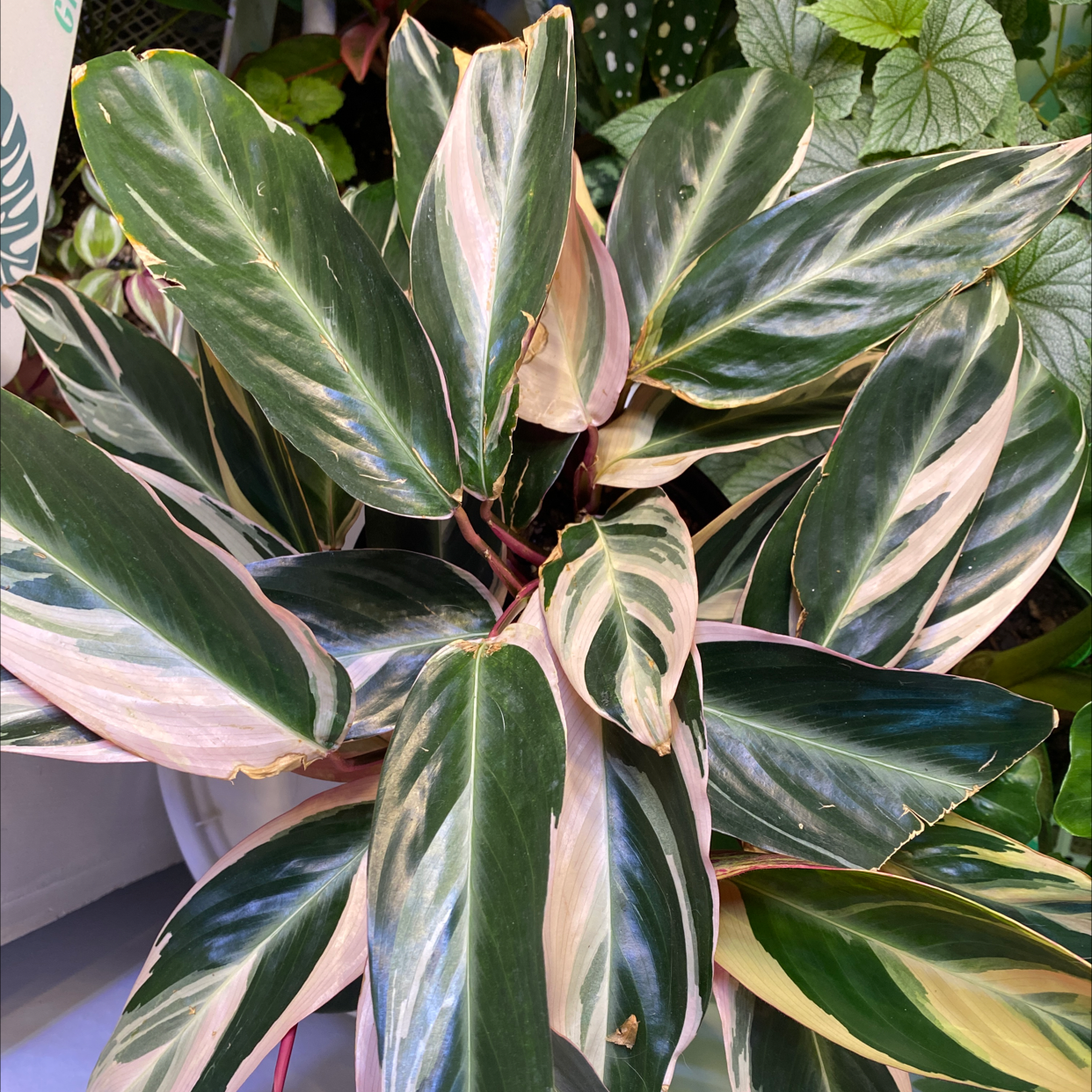 Triostar Stromanthe plant photo by @Ktinasplant named Stark on Greg, the plant care app.