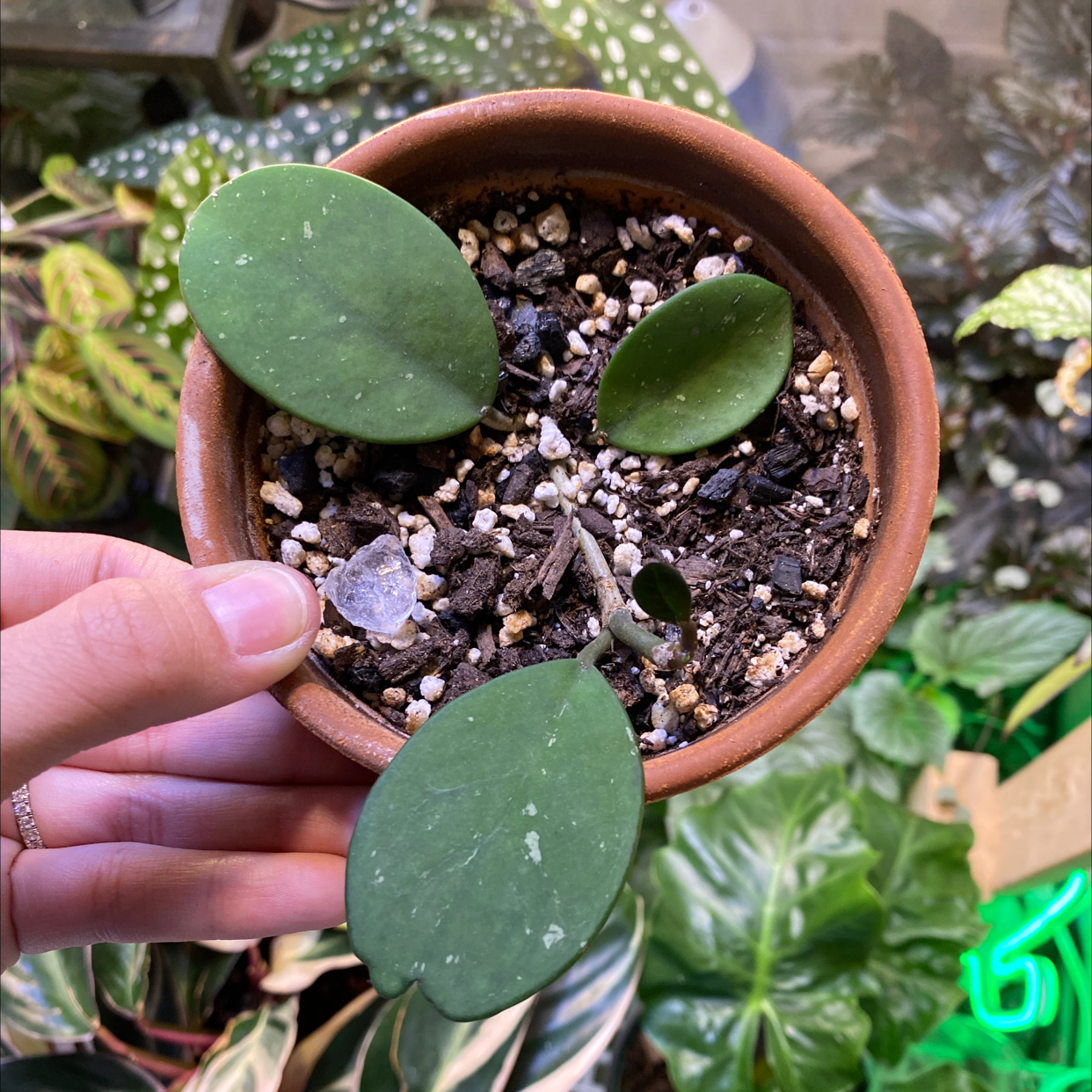 Hoya obovata plant photo by @Ktinasplant named Obo on Greg, the plant care app.