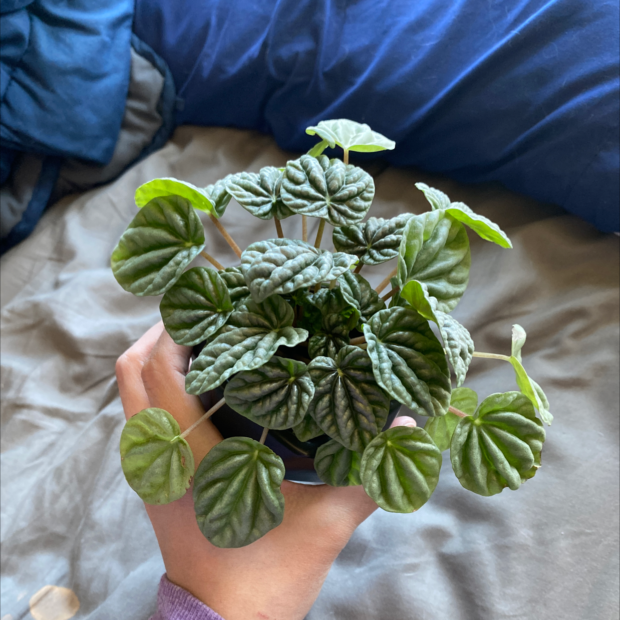 Peperomia Caperata plant photo by @Ktinasplant named Emerald on Greg, the plant care app.