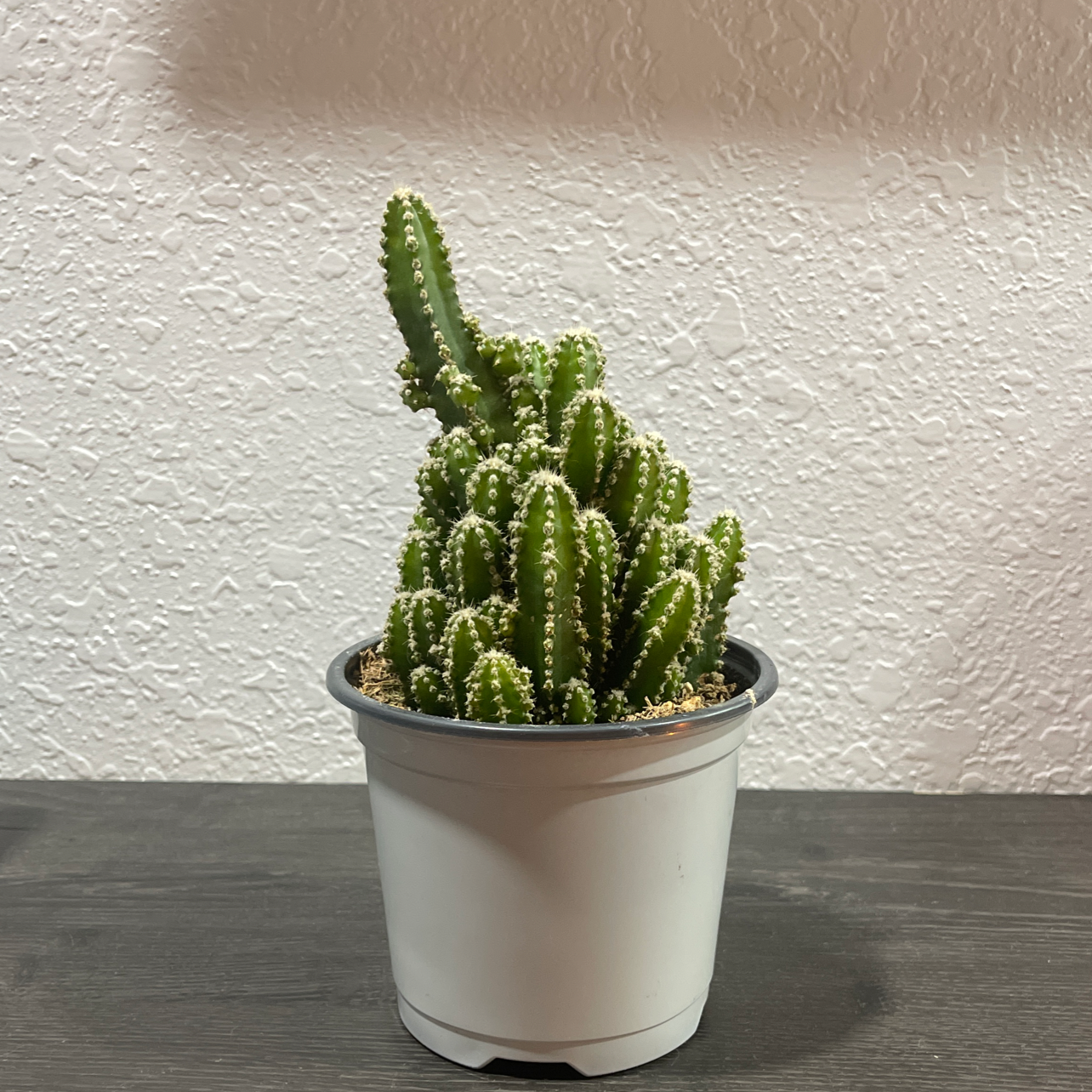 Fairy Castle Cactus in a white pot on a dark surface.