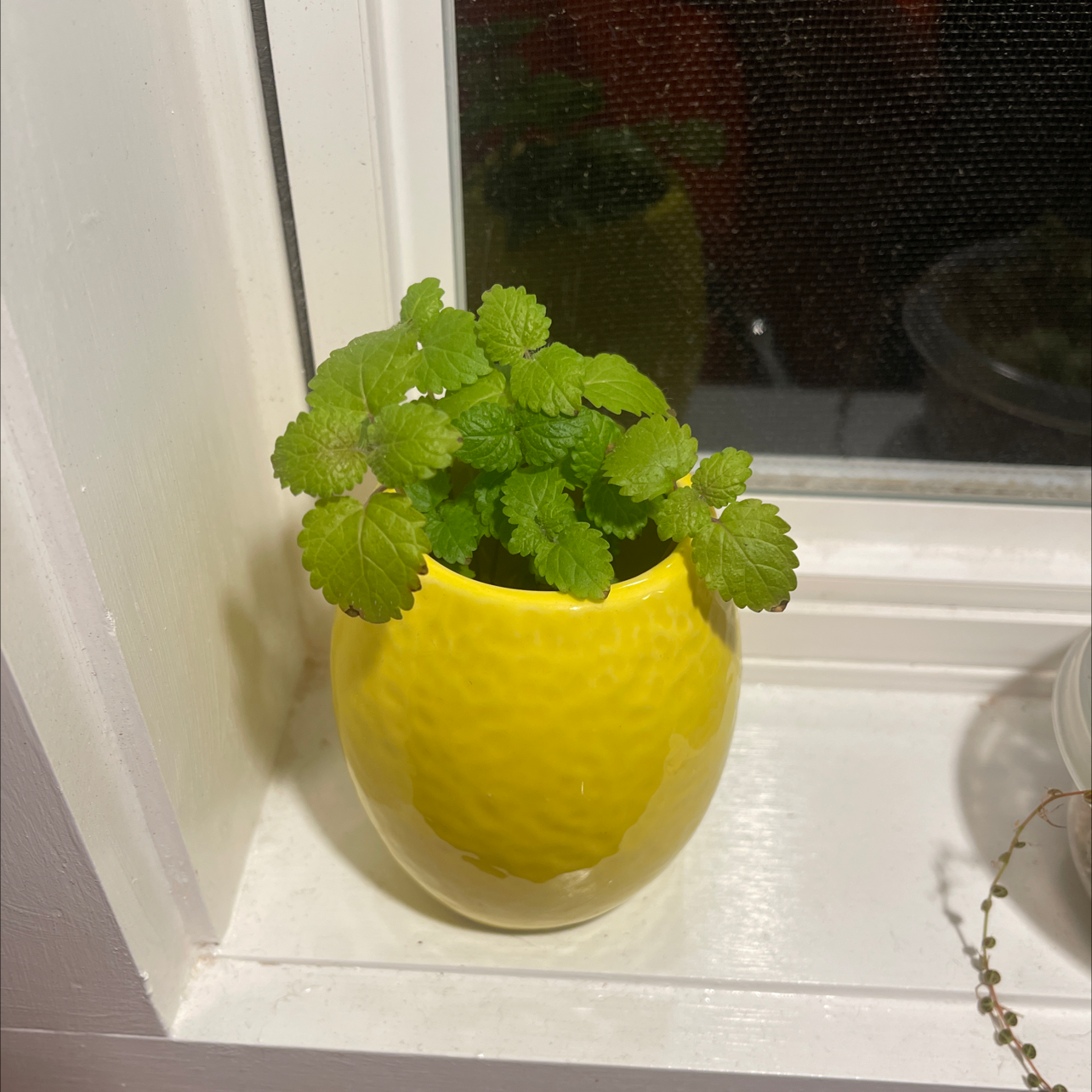 Lemon Balm plant in a yellow pot on a windowsill, healthy green leaves.