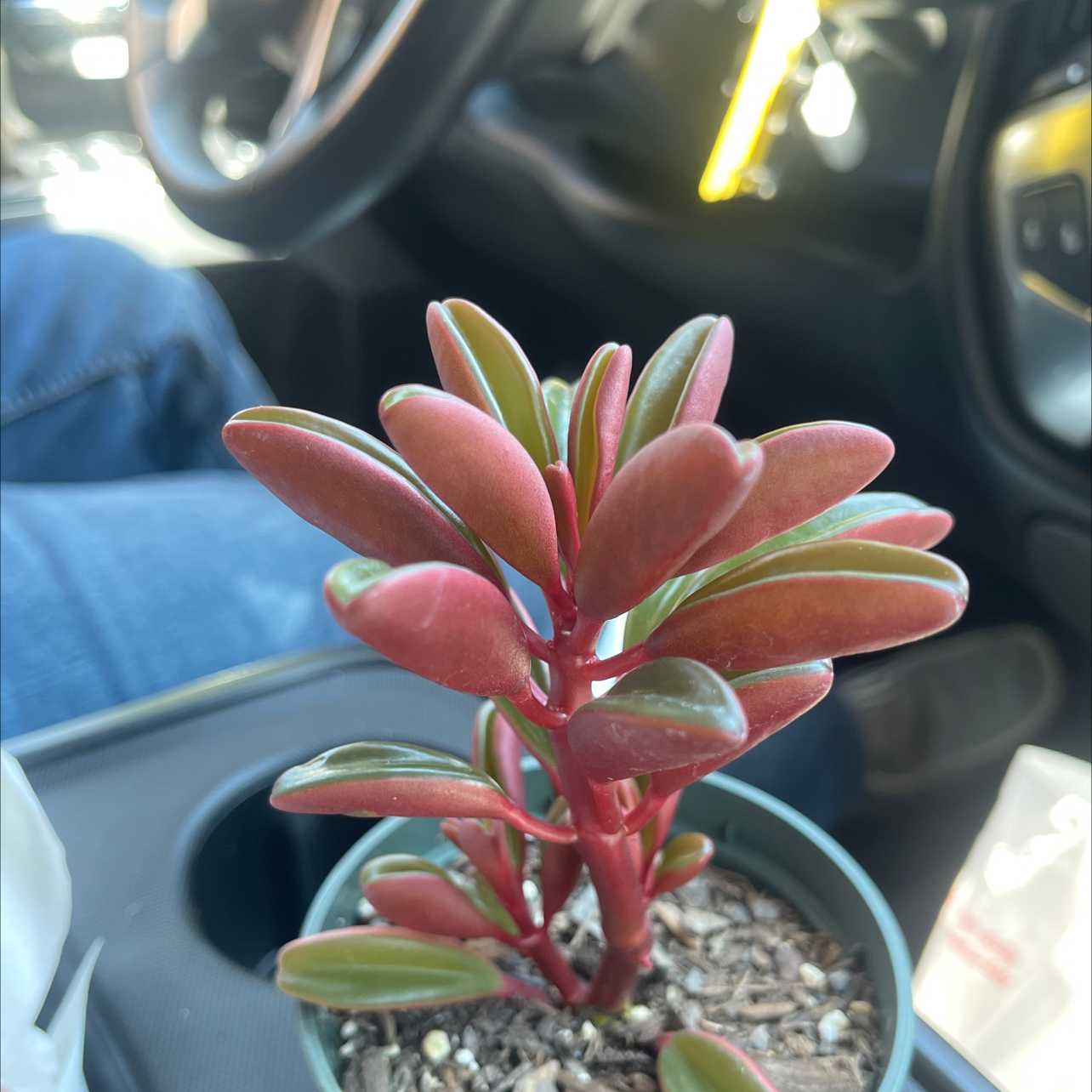 Peperomia graveolens 'Ruby Glow' plant with vibrant red and green leaves in a pot.